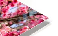 Nature - Cherry tree -XII HD Metal print