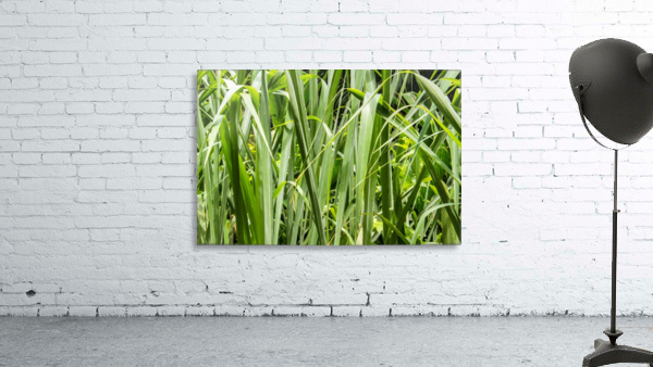 Nature - VI Wall Preview