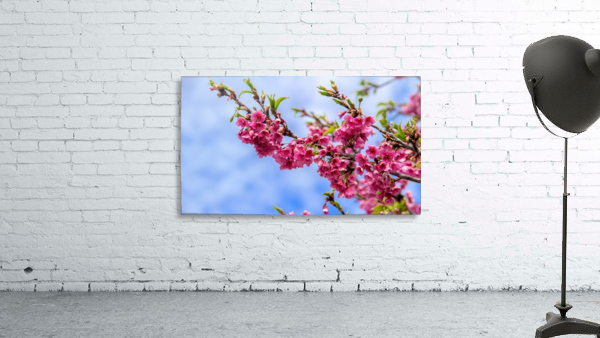 Nature - Cherry tree - XIII  Wall Preview