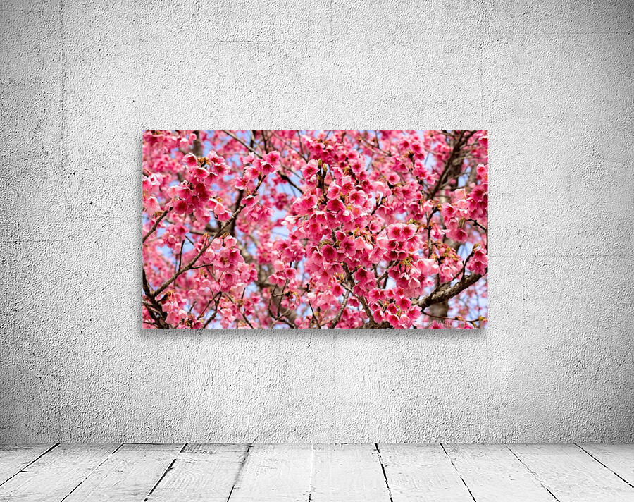 Nature - Cherry tree -XII Wall Preview