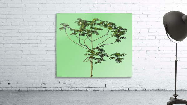 Nature - XIII Wall Preview