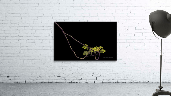 Nature - XIV Wall Preview