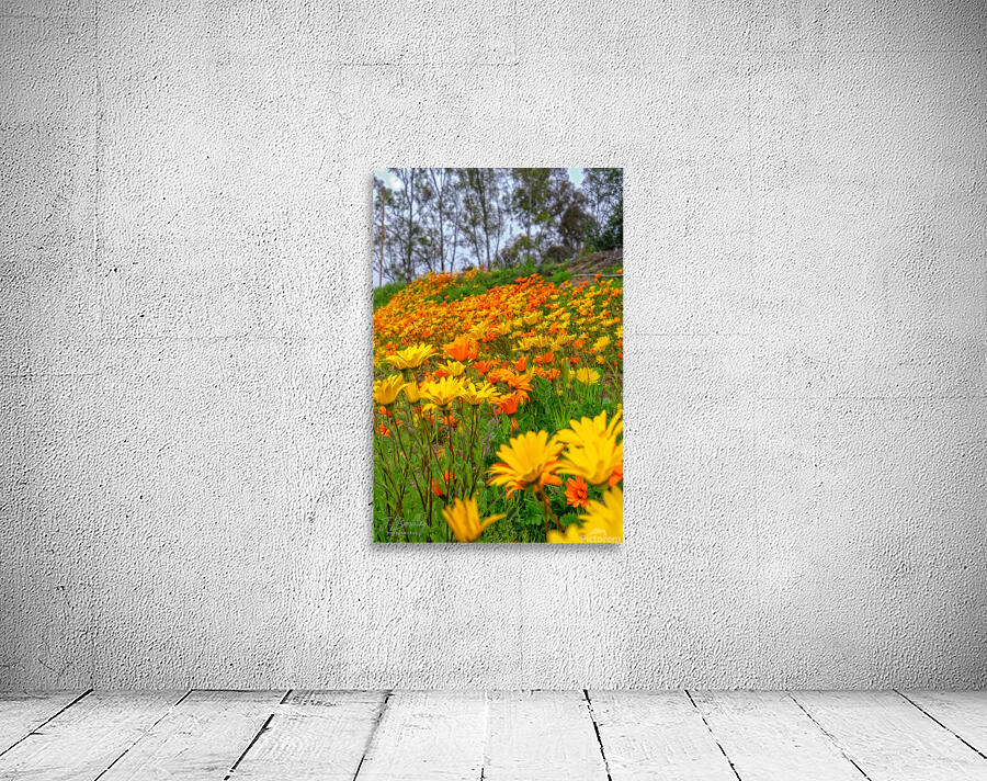 DSC06300 Edit Edit Wall Preview