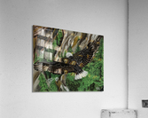 701.001 Soaring  Acrylic Print