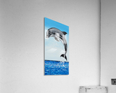 701.004 Dolphin Decor Left Acrylic Print