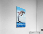 701.003 Dolphin Decor Right  Acrylic Print