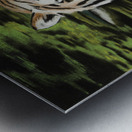700.022 Evening  Dip  Metal print