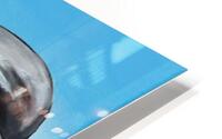 701.003 Dolphin Decor Right  HD Metal print