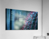 Cactus 01 Marrakech 2018  Acrylic Print