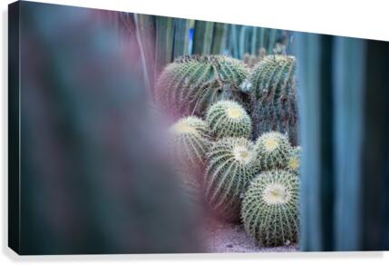 Cactus 02 Marrakech 2018 Canvas Print