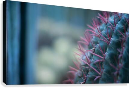 Cactus 01 Marrakech 2018  Canvas Print