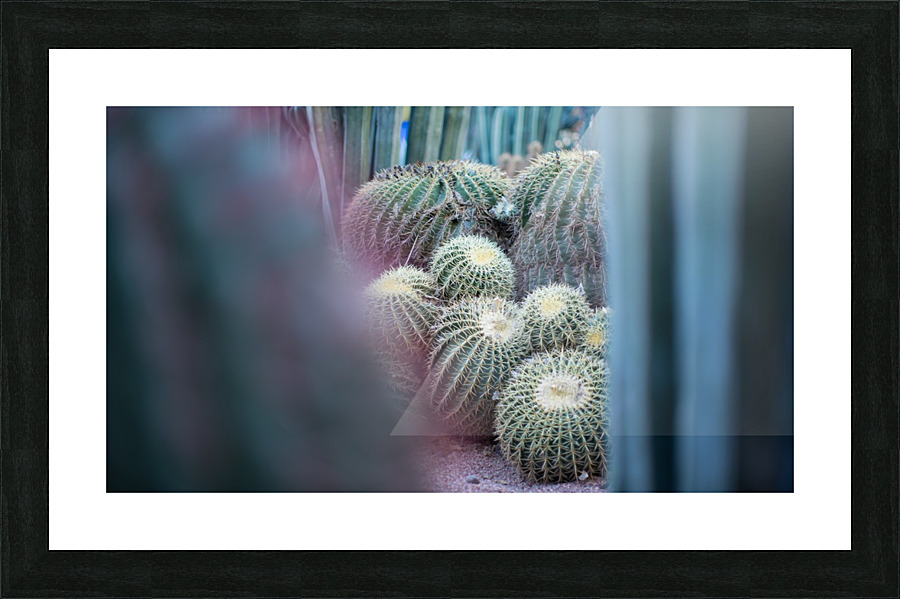 Cactus 02 Marrakech 2018 Picture Frame print