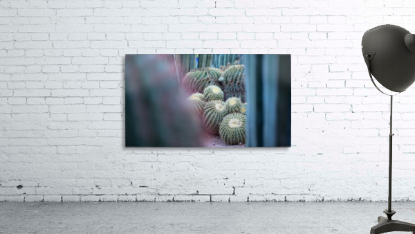 Cactus 02 Marrakech 2018 Wall Preview
