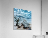 Barren lands Acrylic Print