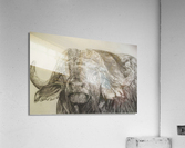 Cape Buffalo Acrylic Print
