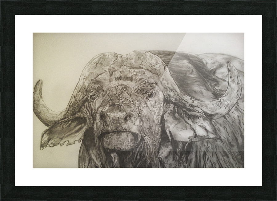 Cape Buffalo Picture Frame print