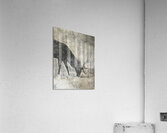 Deer - Chevreuil Acrylic Print