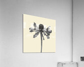ZINNIA    1 Acrylic Print