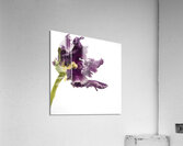 PARROT TULIP Acrylic Print