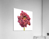 DAHLIA  Acrylic Print