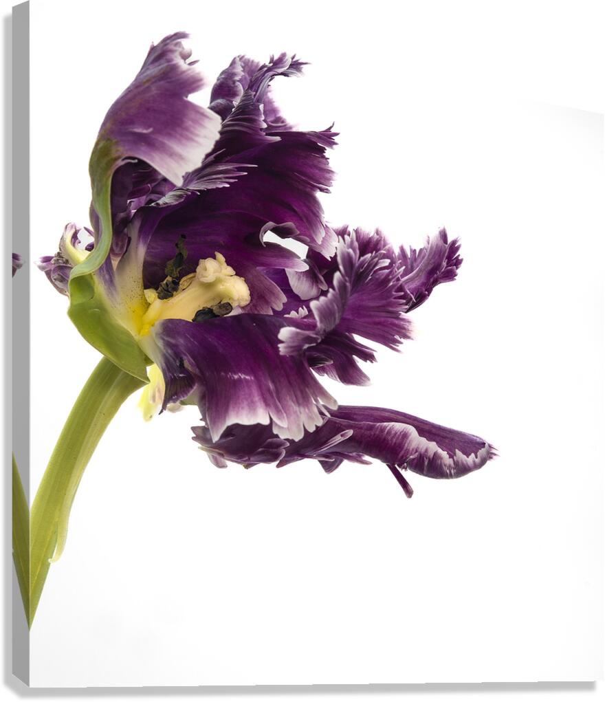 PARROT TULIP Canvas Print