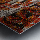 Autumn Leaves - Feuilles dautomne Metal print