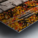 Birch Trees - Bouleaux Metal print