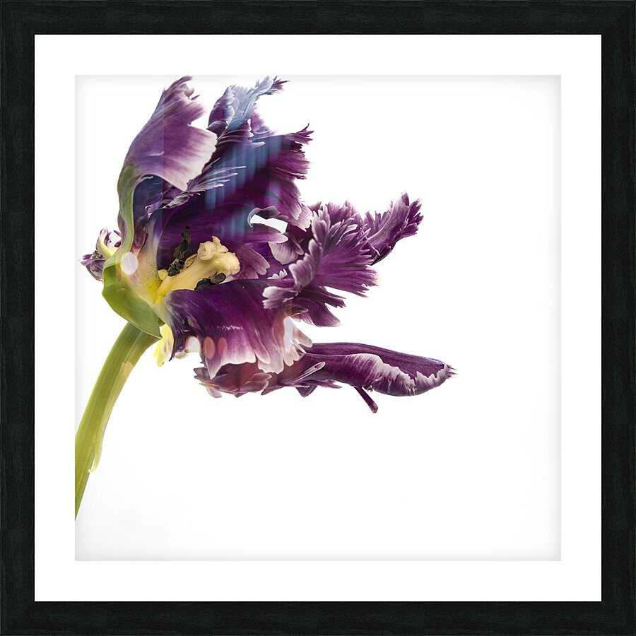 PARROT TULIP Picture Frame print