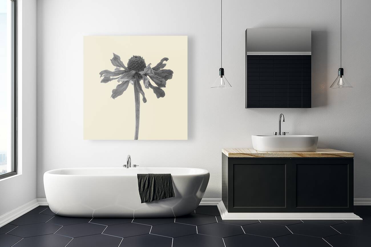 ZINNIA    1 Reproduction