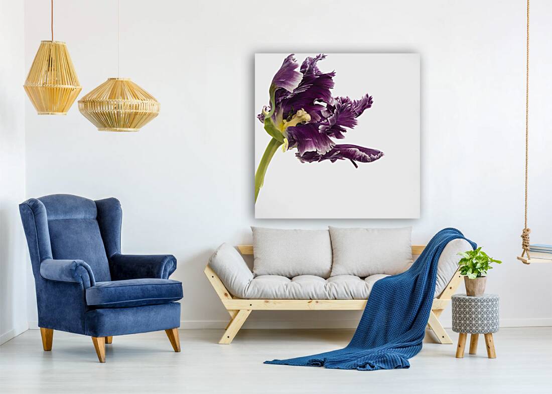 PARROT TULIP Reproduction