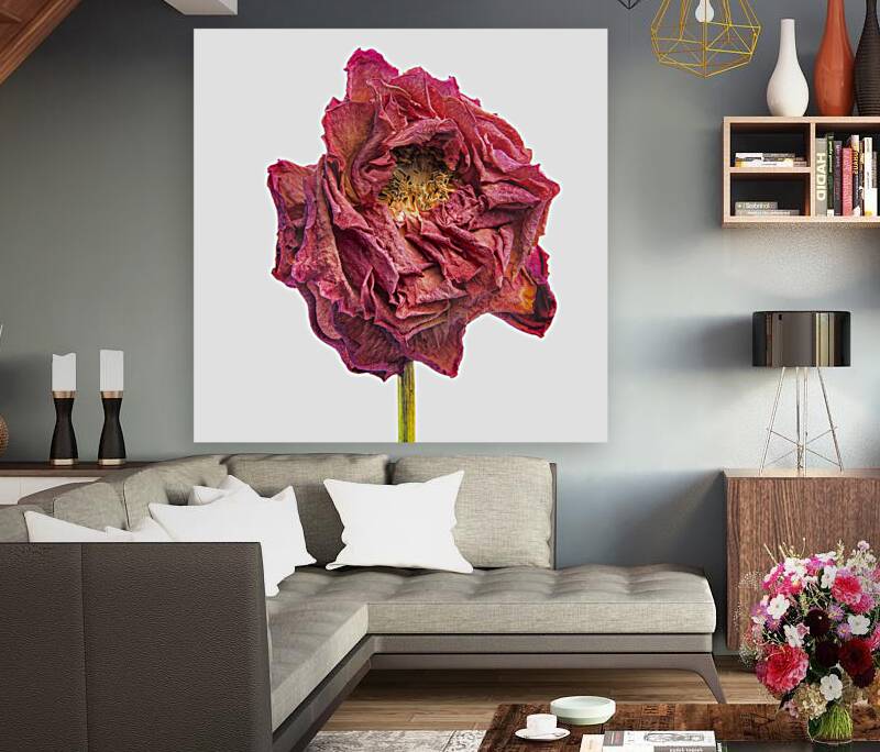 DAHLIA  Reproduction