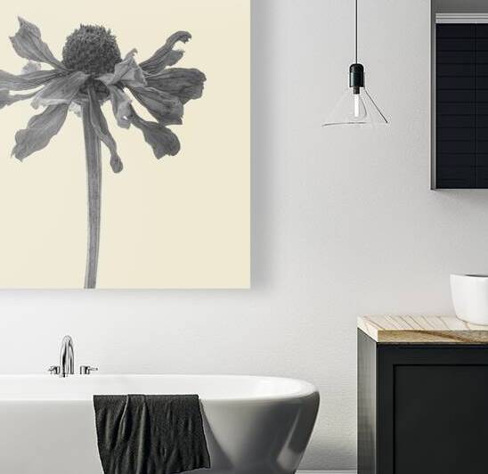 ZINNIA    1 by RMI Art a la carte