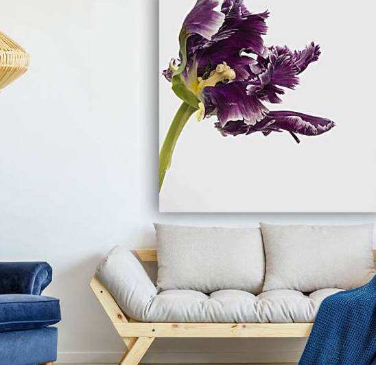 PARROT TULIP by RMI Art a la carte