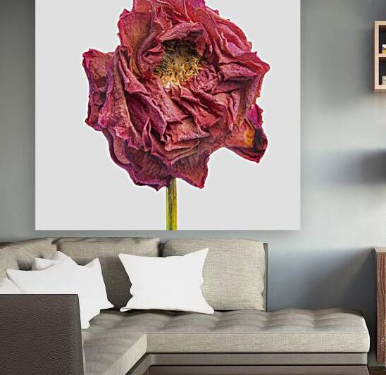 DAHLIA  by RMI Art a la carte