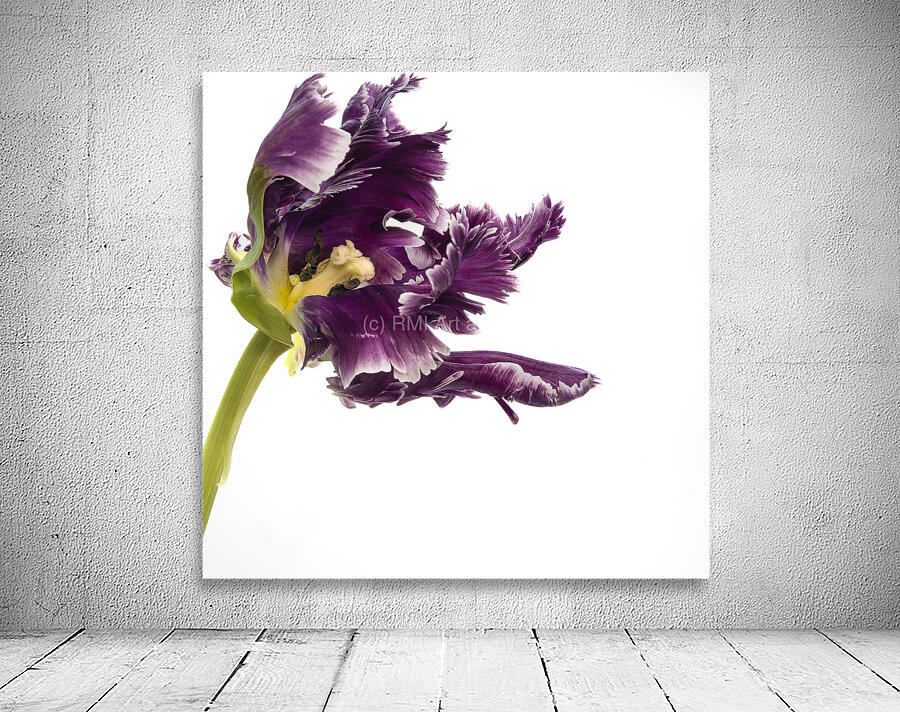 PARROT TULIP Wall Preview