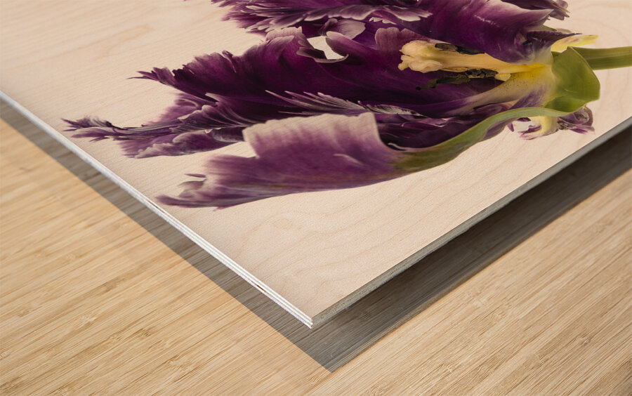 PARROT TULIP Wood print