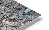 Black Tree HD Metal print