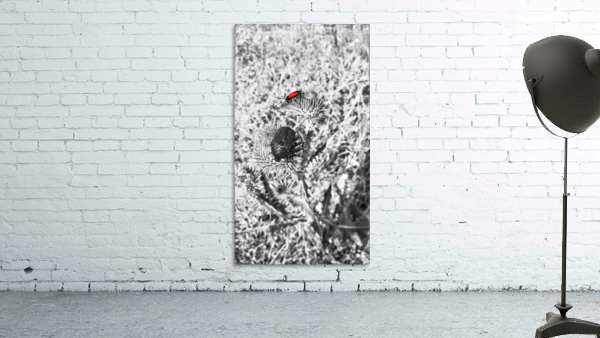 Red Point  Wall Preview