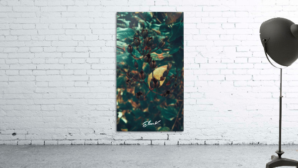 Dried Pods Wall Preview
