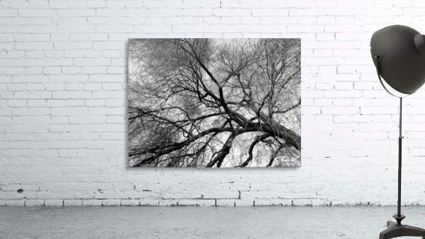 Black Tree Wall Preview