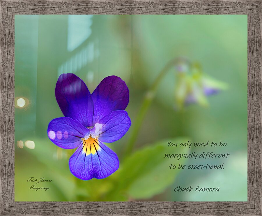 Lone Viola  Picture Frame print