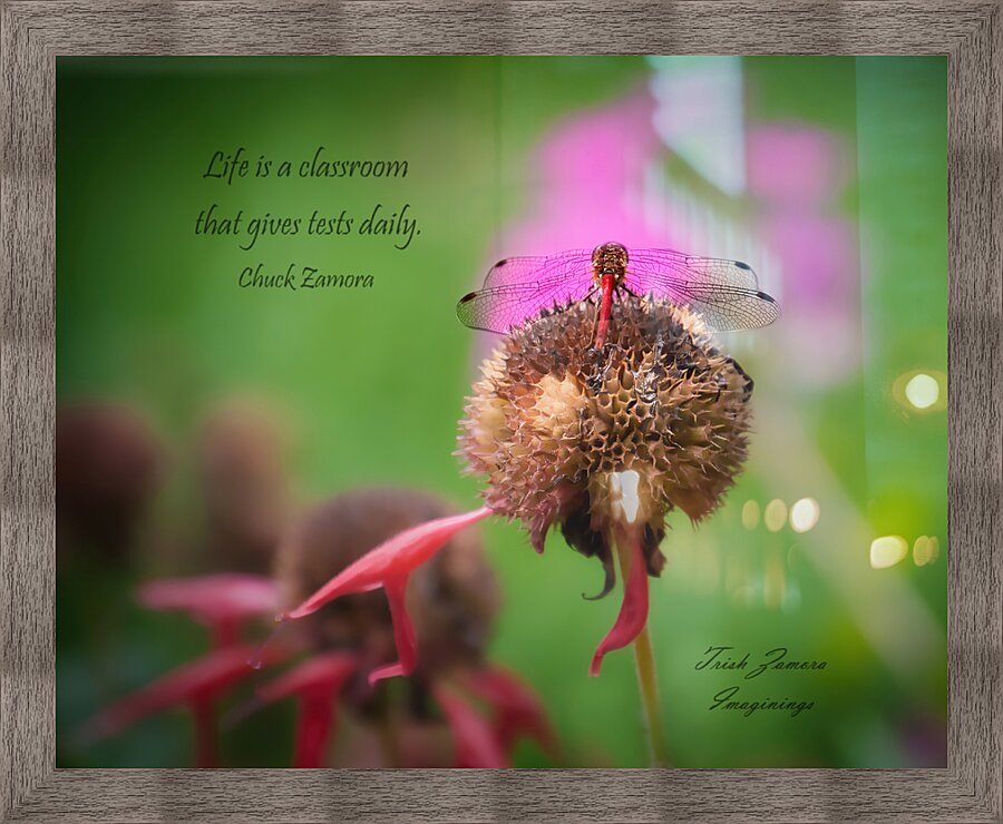 Dragonfly Elegance Picture Frame print