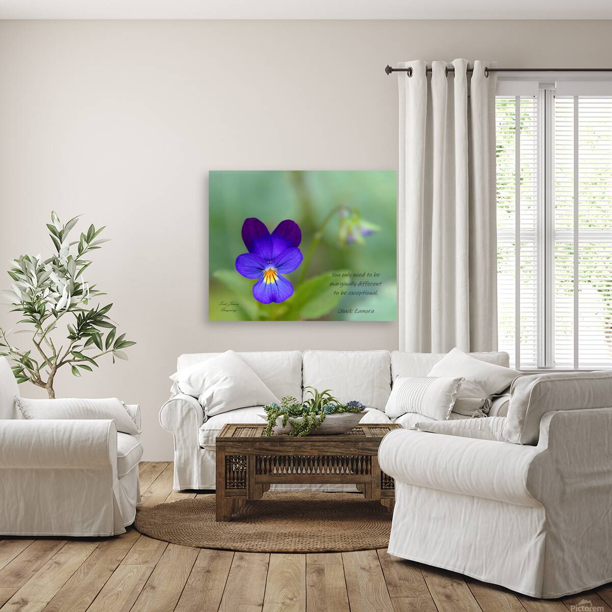 Lone Viola  Reproduction