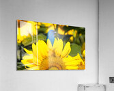 Vibrant Acrylic Print