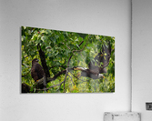 Follow Me Acrylic Print