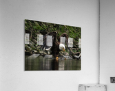 Bandit  Acrylic Print