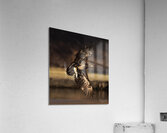 Eagle with Fish Acrylic Print