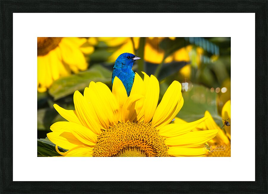 Vibrant Picture Frame print