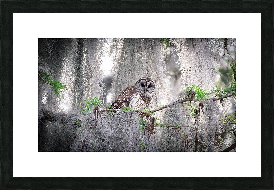 Mosschievies  Picture Frame print
