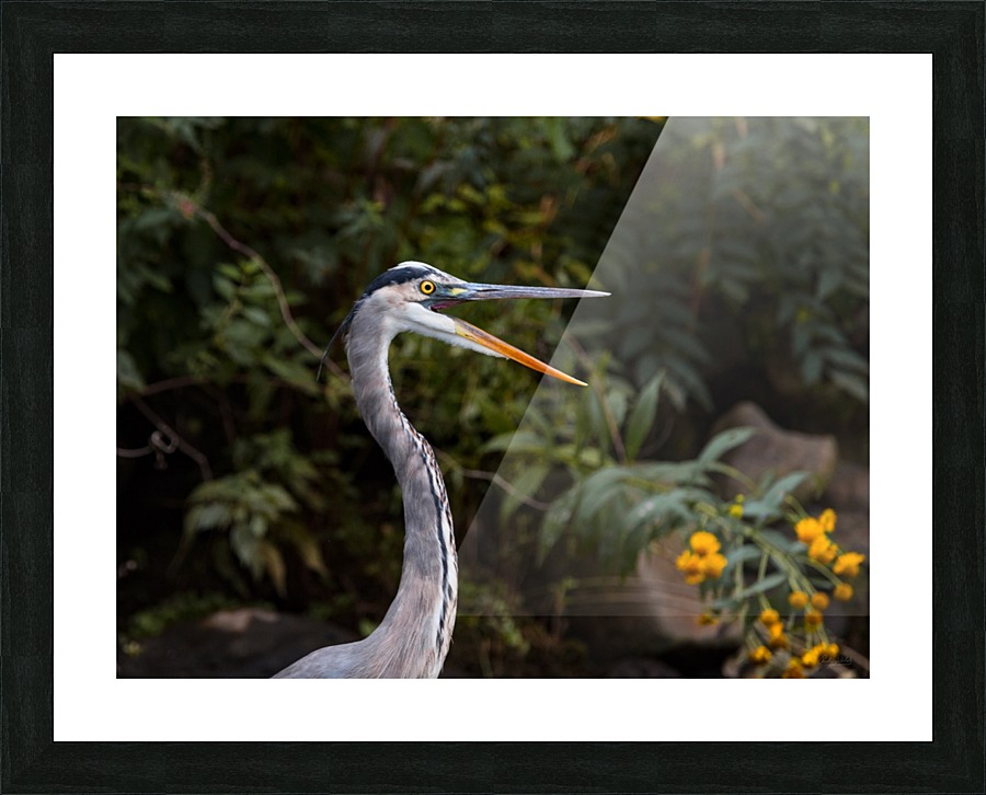 wow Picture Frame print